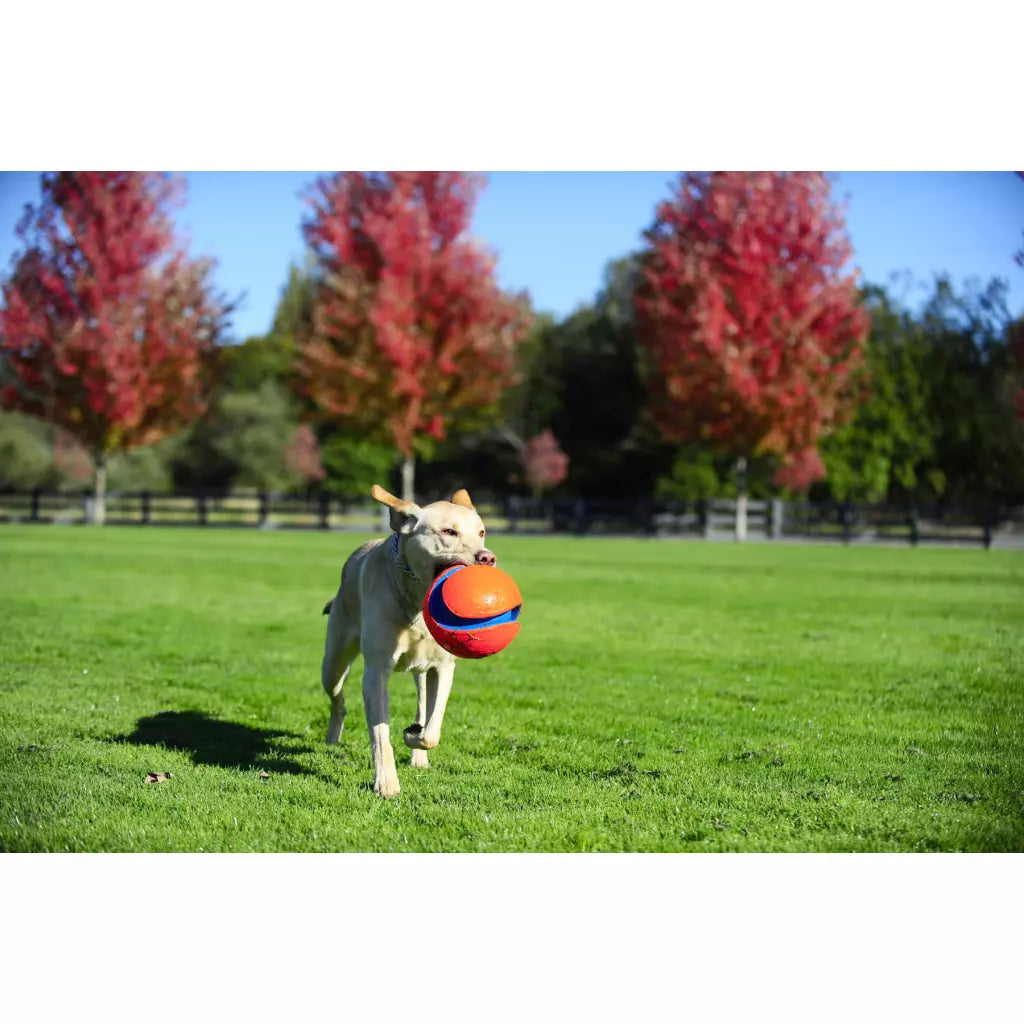 Chuckit! Ballon Kick Fetch - 2 tailles disponibles