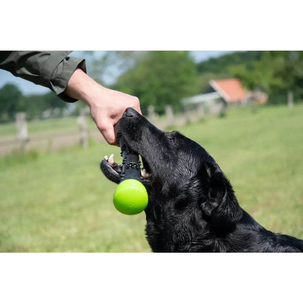 Dog Comets - Bâton de lancer - 2 tailles et 3 couleurs disponibles